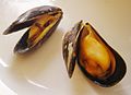 mussel