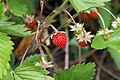 Fragaria vesca