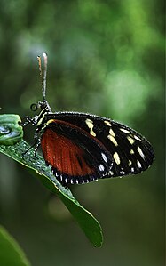 Heliconius hecale (Tiger Longwing)