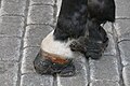 * Nomination: Hooves of fiaker horses in Krakow with special horseshoes made to protect the hooves from walking on cobblestones all day --Kritzolina 14:14, 15 August 2024 (UTC) * * Review needed