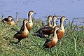 Bharatpur, India