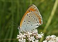 Lycaena dispar