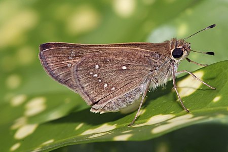 Pelopidas sp. (Branded Swift)