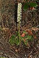 Piperia elegans