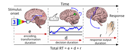 Stages of processing in a reaction time trial.svg