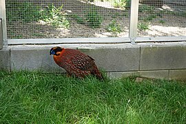 Temmincktragopan (seitlich) Zoologischer Garten Hof 08062019.jpg