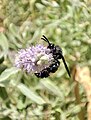 * Nomination Scolia dubia on a flower. Chatkal state biosphere reserve, Bostanlyk District, Tashkent Region, Uzbekistan. By User:26D --Красный 08:18, 14 August 2024 (UTC) * Promotion Good quality. --Kritzolina 12:45, 18 August 2024 (UTC)