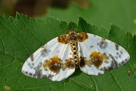 Abraxas sylvata (Clouded Magpie)