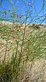 Asparagus officinalis next to Columbia River in East Wenatchee, Douglas County Washington