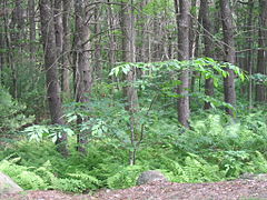 Castanea dentata.JPG