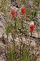 Castilleja miniata