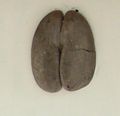 Fruit (Seychelles nut)
