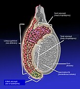 Epididymis ku.jpg