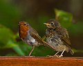 adult and juvenile