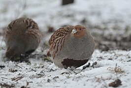 Grey partridge (40403954263).jpg