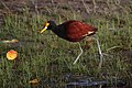 Northern jacana (Jacana spinosa), Crooked Tree Wildlife Sanctuary