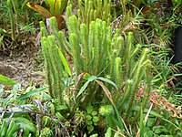 Lycopodium sieberianum