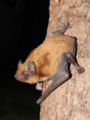 Nyctalus noctula