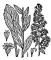 Solidago hispida