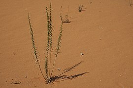 Artemisia monosperma.jpg