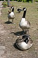 * Nomination: Canadian Geese in Cromford --Mike Peel 19:48, 22 May 2022 (UTC) * * Review needed
