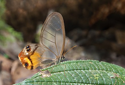 Haetera piera (Amber Phantom)