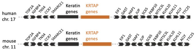 KRTAPs genes mouse human.png