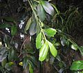 Foliage; Quinched, Chonchi, Chile