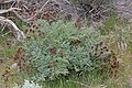 Lomatium dissectum