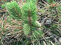 Foliage and cones, Shawangunk Ridge, New York