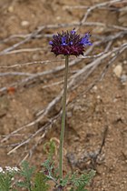 Salvia columbariae