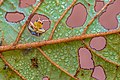 * Nomination A bug peeks from the leaf hole. By User:Mildeep --Nirmal Dulal 06:09, 25 July 2021 (UTC) * Promotion  Support Potiential candidate for featured picture --Uoaei1 11:47, 25 July 2021 (UTC)