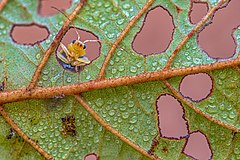 Second place: A leaf beetle (Aulacophora indica) looking out from a leaf hole of Alnus nepalensis tree in Chitwan National Park, Nepal. Atribuite: Mildeep (CC BY-SA 4.0)