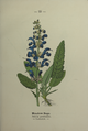 Plate 23 Salvia pratensis