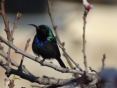 Palestine sunbird in Sebastia by Yazeed Abu Gazal