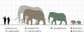 African Bush Elephant Scale Diagram