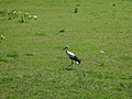 Storch auf Salmorth nahe Schenkenschanz