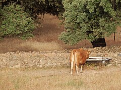 Cañaveral de León, Huelva 77.jpg