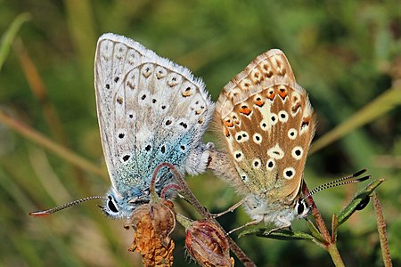 ♀ ♂ Polyommatus coridon (Chalkhill blue), mating