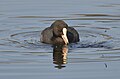 Eurasian Coot