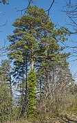 Pinus pinaster, Forêt domaniale des Avant-Monts 01.jpg