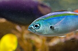 Silver Blue Fish In Boston Aquarium.jpg