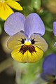 Viola tricolor