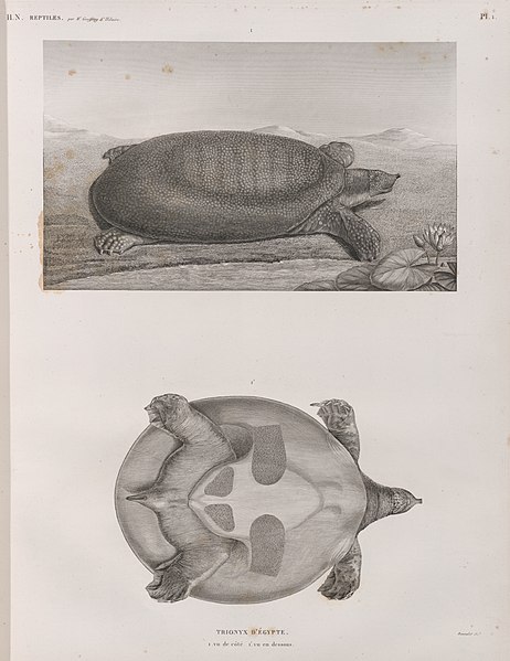 Pl.1 - Trionyx d'Égypte- 1. vue de côté, 1'. vu en dessous