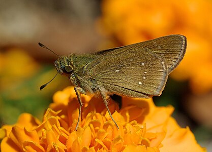 Pelopidas mathias (Dark Small-branded Swift)