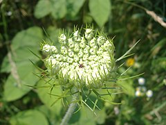 Daucus carota closeup.jpg