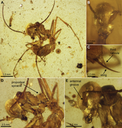 Gerontoformica contegus Plos One e93627 Fig 1 A-E.png