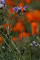 Gilia latiflora