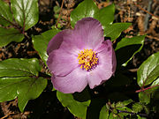 Paeonia mascula