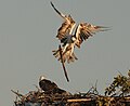 Ospreys (Pandion haliaetus) on nest